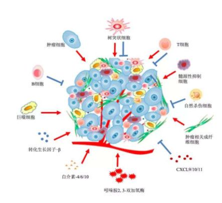 食管重复癌_食管下段癌的治疗原则_吉非替尼可以用食管癌吗