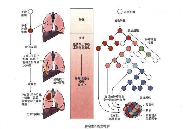 索拉非尼与多纳非尼_服用索拉非尼需要基因检测吗_乐伐替尼 基因检测