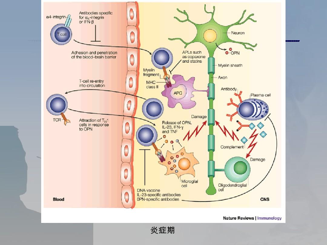 血-脑屏障的结构中最重要的一层是_血—脑屏障_吉非替尼可以通过血脑屏障吗