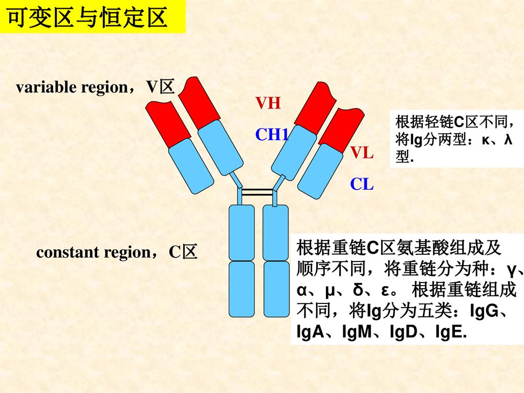 贝伐珠单抗的副作用_贝伐珠单抗抗脑水肿_贝伐珠单抗可以报销吗