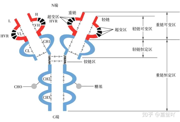 贝伐珠单抗可以报销吗_贝伐珠单抗抗脑水肿_贝伐珠单抗的副作用