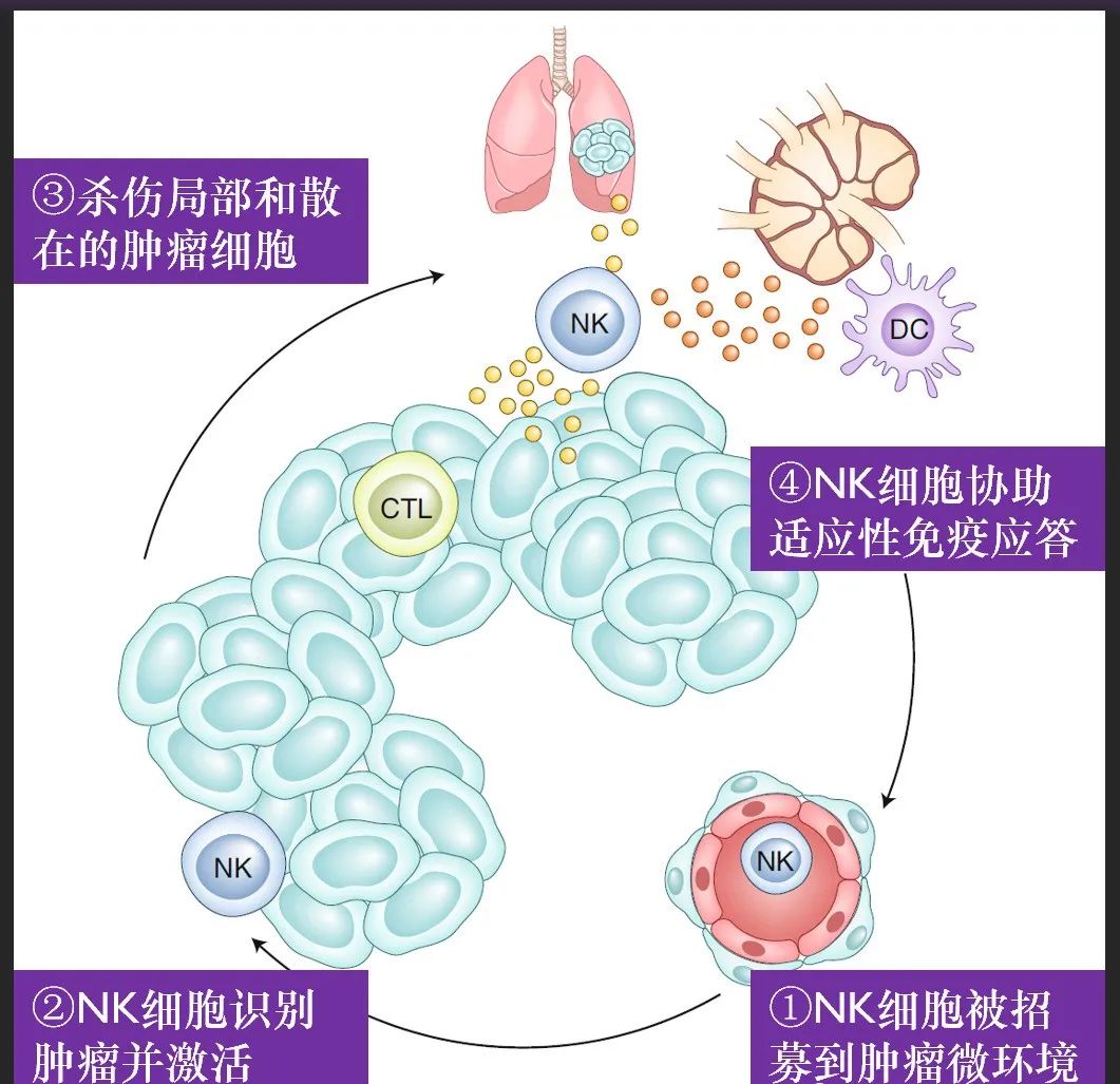 贝伐珠单抗是化疗药吗_用贝伐单抗腹腔注射消腹水_贝伐单抗是靶向药吗