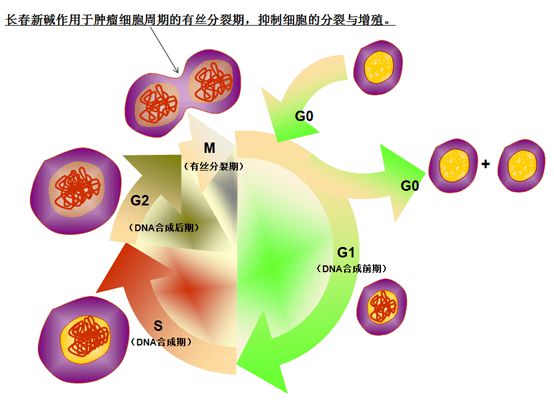 贝伐单抗是靶向药吗_贝伐珠单抗是化疗药吗_用贝伐单抗腹腔注射消腹水