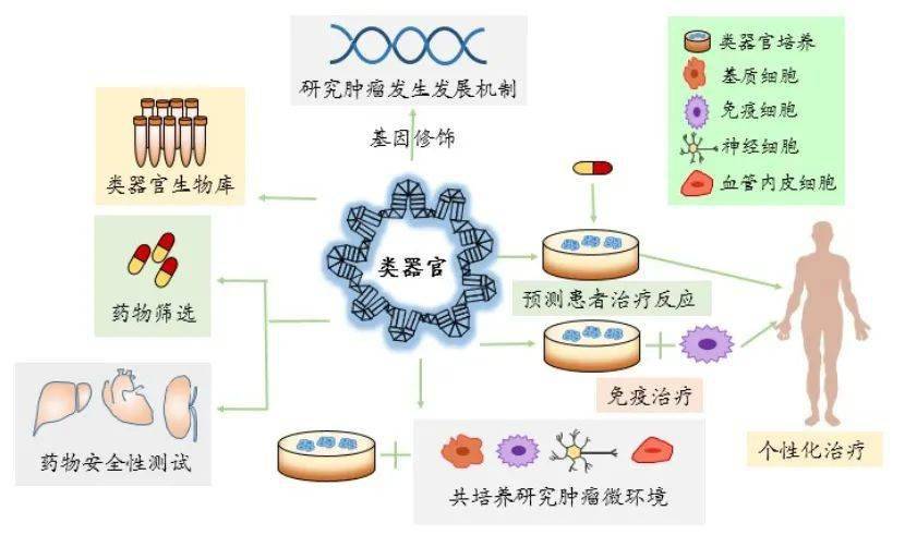 贝伐珠单抗是化疗药吗_用贝伐单抗腹腔注射消腹水_贝伐单抗是靶向药吗