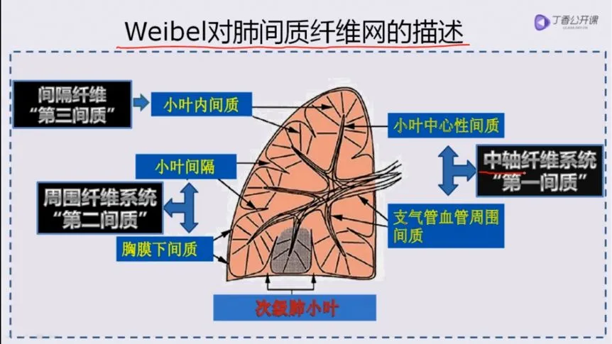 吉非替尼的抗肿瘤作用机制_肿瘤发生的分子机制_肿瘤免疫治疗机制ppt