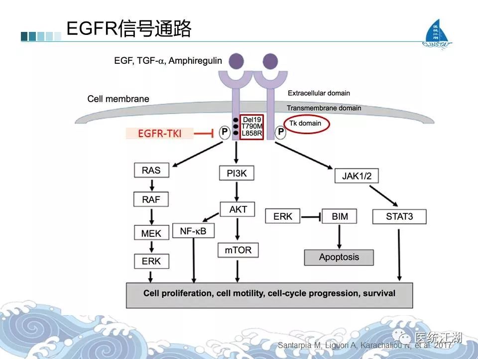 基因突变能服吉非替尼片吗_前列康普乐安片能长期服用吗_曲美他嗪片能长期服用吗