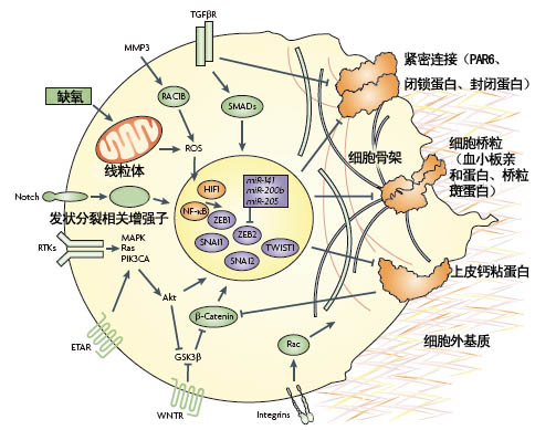 贝伐珠单抗价格_直肠癌联合贝伐单抗_贝伐单抗是靶向药吗