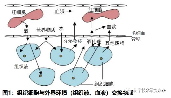 贝伐珠单抗注射液百科_贝伐珠单抗价格_贝伐珠单抗不良反应