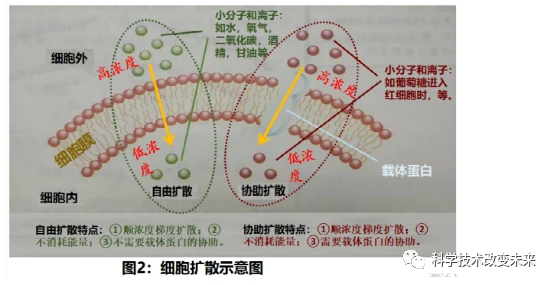 贝伐珠单抗价格_贝伐珠单抗注射液百科_贝伐珠单抗不良反应