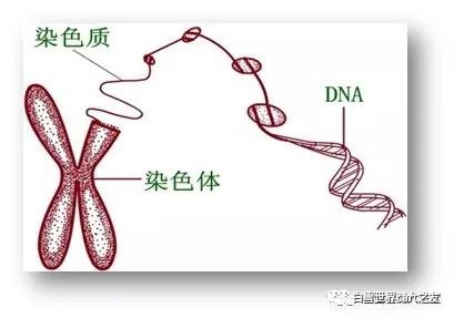 吉非替尼耐药后化疗用药_凯美纳耐药后怎么办_白血病能治好吗化疗 耐药