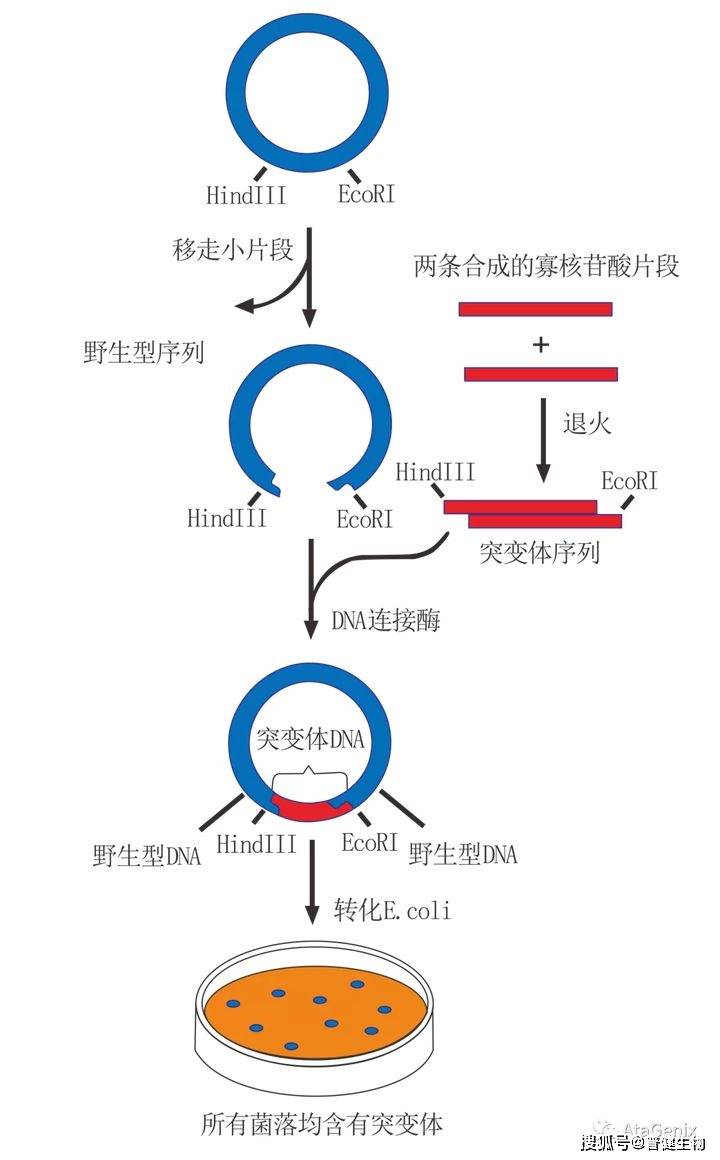 印度9291奥希替尼图片_9291奥希替尼价格_奥希替尼治疗肺癌空洞