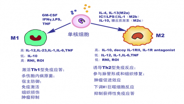 奥希替尼耐药后用量_奥希替尼印度版白盒_奥希替尼耐药后第四代靶向药