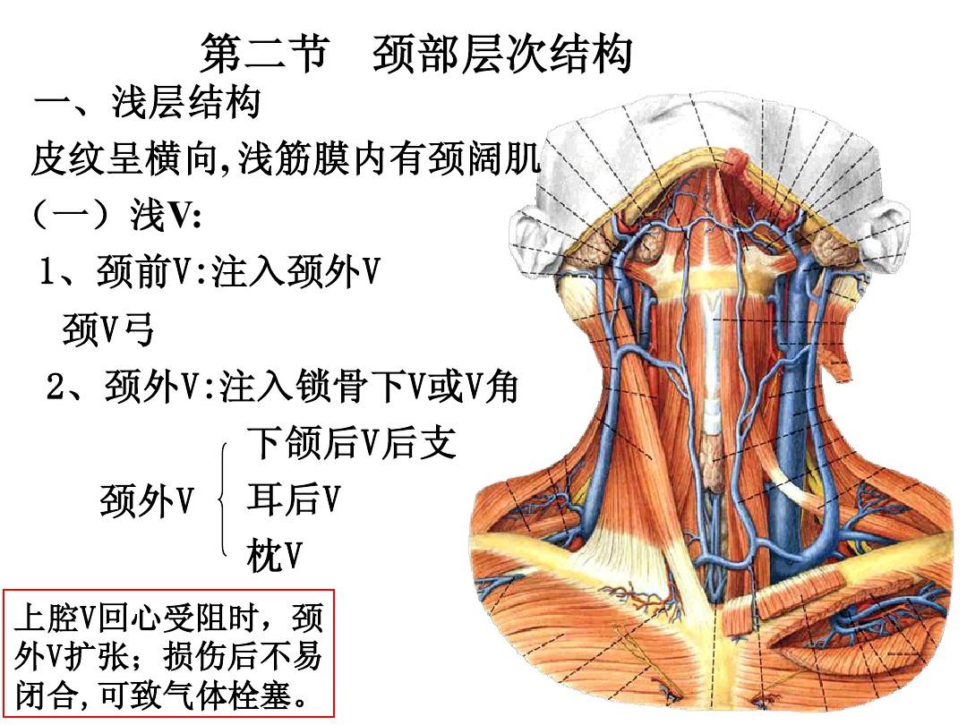 贝伐单抗联合靶向药_贝伐珠单抗说明书_贝伐珠单抗是大分子靶向治疗吗