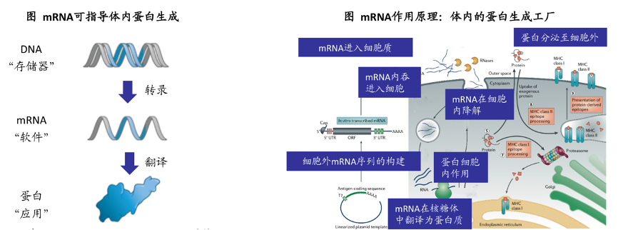 贝伐珠单抗是化疗吗_西妥昔单抗贝伐单抗_贝伐单抗联合易瑞沙