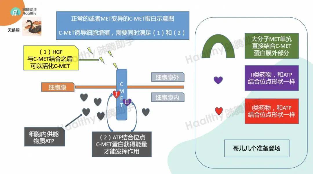 贝伐珠单抗价格_贝伐单抗治疗egfr_贝伐珠单抗可以报销吗