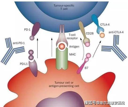 贝伐珠单抗无效_贝伐珠单抗注射液_贝伐珠单抗不良反应