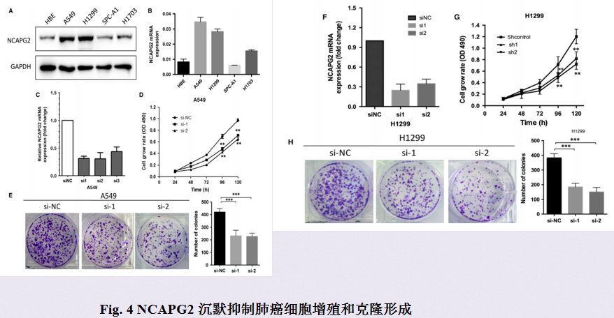 奥希替尼印度版怎么买_奥希替尼印度版多少钱_吃了奥希替尼为什么还是咳嗽