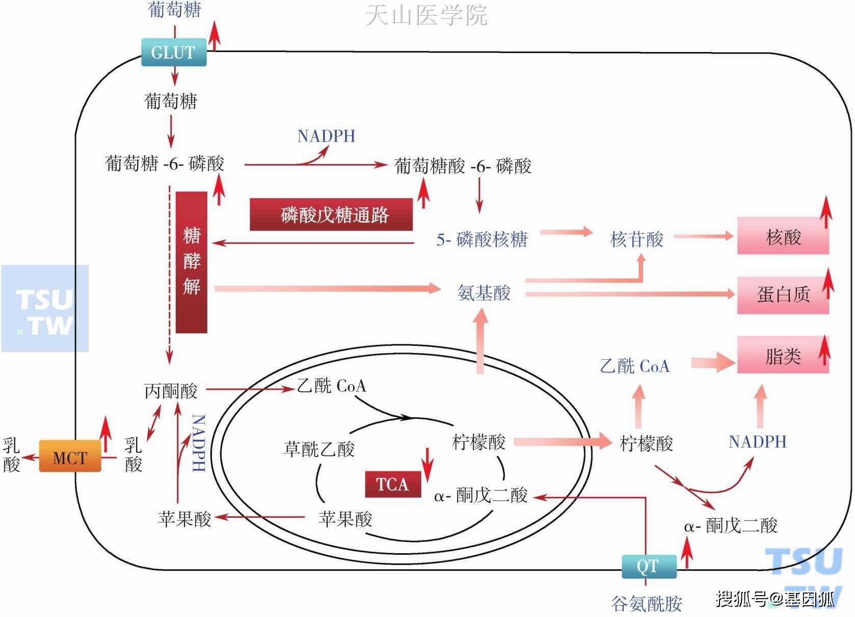 吉非替尼和抗肿瘤的单抗的区别_抗il—8鼠源单抗乳胶剂_t淋巴细胞活化小鼠抗人cd3单抗