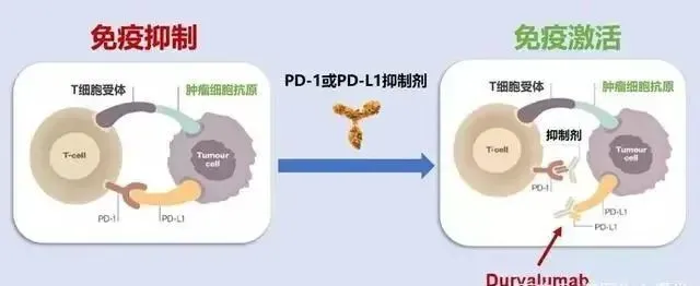 索拉非尼与多纳非尼_肝癌索拉非尼临床实验_肝癌晚期吃索拉非尼