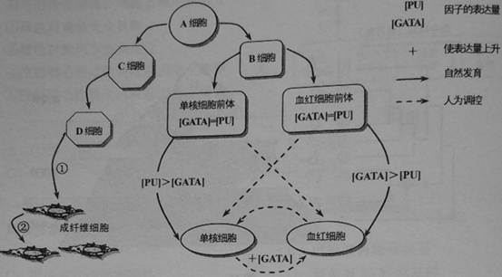 贝伐珠单抗是化疗药吗_贝伐珠单抗靶向是啥_贝伐竹单抗使用说明