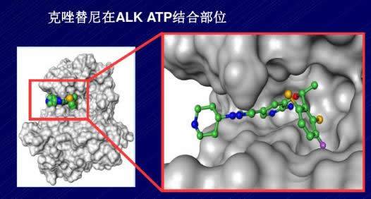 肺癌靶向药耐药怎么办_靶向药凯美纳多久耐药_3代靶向药奥希替尼耐药了怎么办