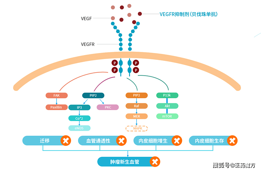 贝伐珠单抗大分子_贝伐珠单抗4个月后赠药_贝伐珠单抗