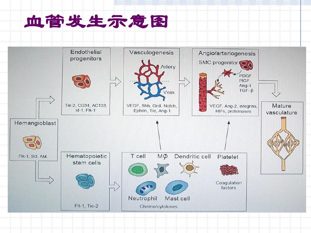 索拉非尼治疗肝癌并发症_索拉非尼 肝癌 缺点_肝癌的索拉非尼