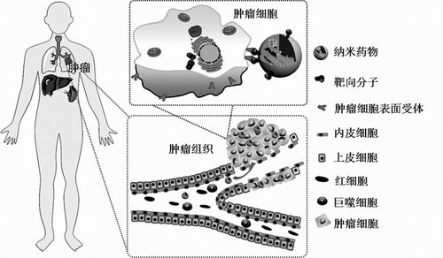 贝伐单抗有国产的吗_贝伐珠单抗可以报销吗_贝伐单抗有无效病人临床反应