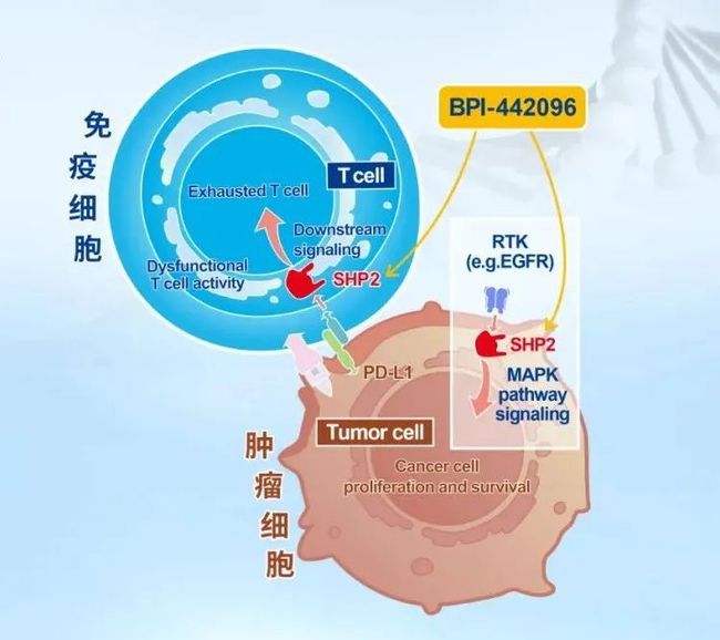 贝伐珠单抗最新价格_贝伐珠单抗4个月后赠药_贝伐珠单抗用药前激素