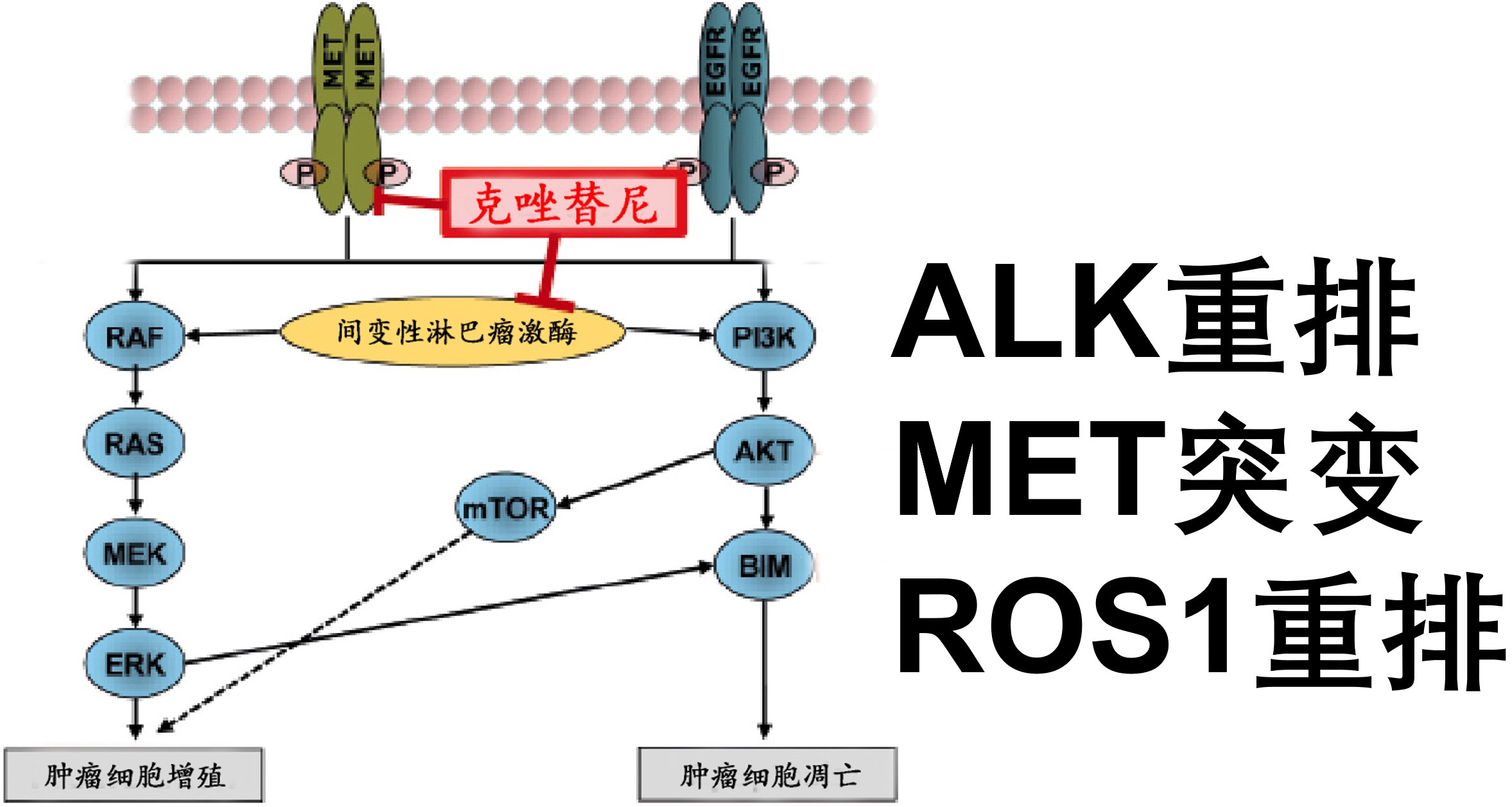 靶向药安罗替尼_奥希替尼多少钱一盒_奥希替尼靶向药为什么会惊悚