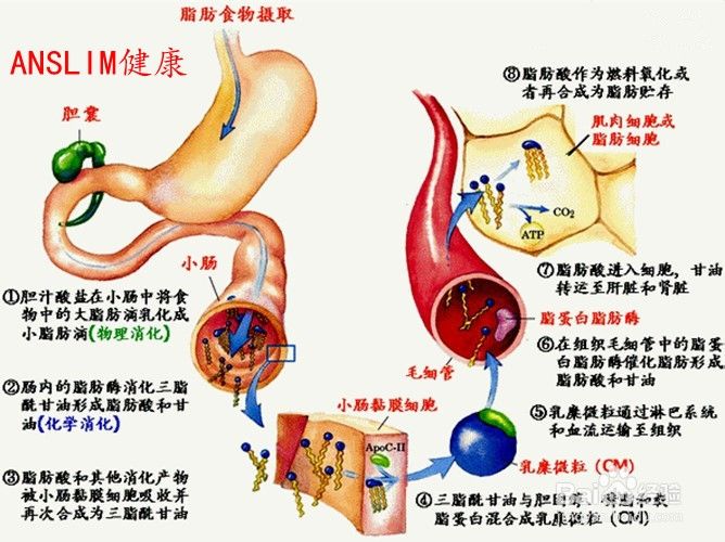 吉非替尼片治疗肺鳞癌有用吗_低分化肺鳞癌靶向治疗_肺鳞癌不治疗能活多久