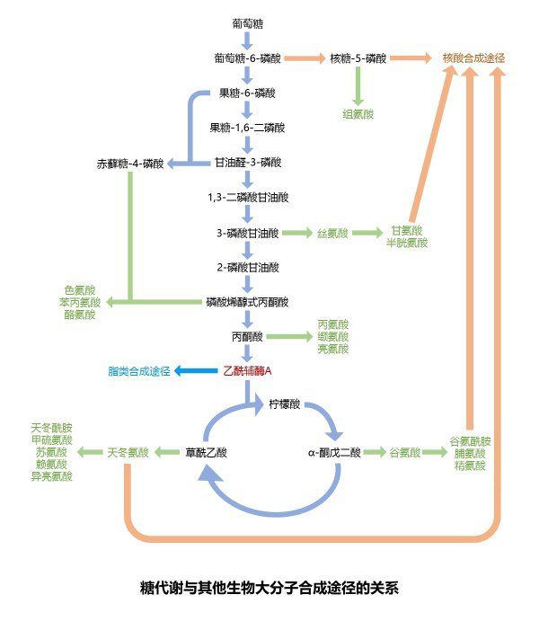 吉非替尼片治疗肺鳞癌有用吗_低分化肺鳞癌靶向治疗_肺鳞癌不治疗能活多久