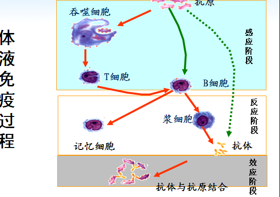 索拉非尼 裸鼠肝癌_索拉非尼吃好了肝癌_肝癌术后防止复发索拉非尼论文