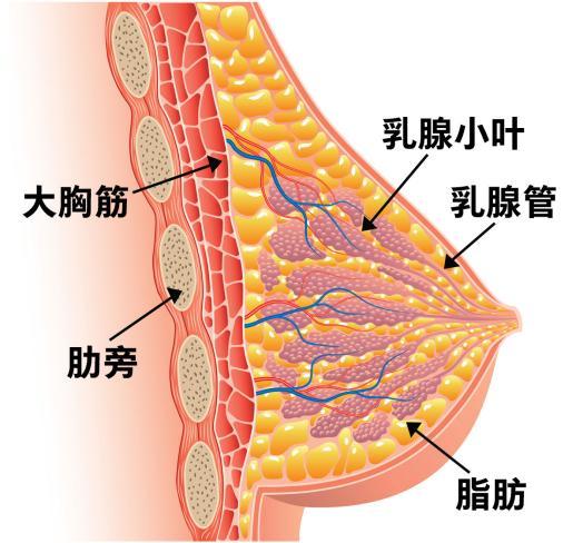 贝伐单抗起效结果_贝伐珠单抗说明书_贝伐珠单抗不良反应