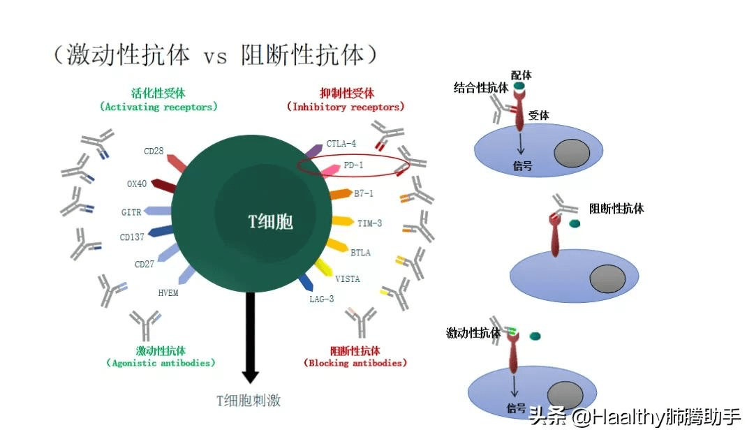 尼妥珠单抗 说明书_孔琳 尼妥珠单抗_阿特珠单抗疗效