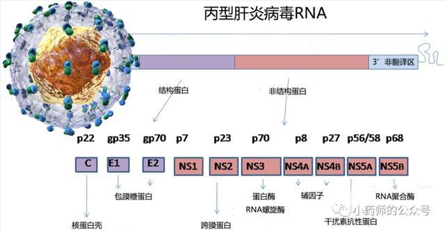 吉非替尼和利巴韦林能一起用吗_舒尼替尼在哪里能买到_利巴韦林小儿能用吗