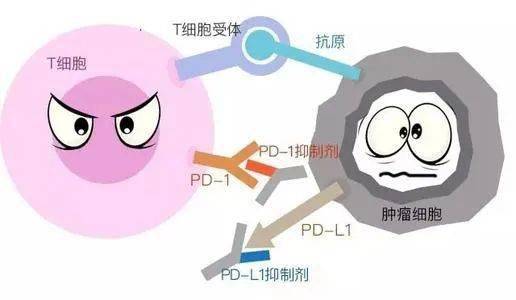 贝伐单抗脱水作用_西妥昔单抗贝伐单抗_贝伐单抗-阿瓦斯汀大陆卖多少钱?