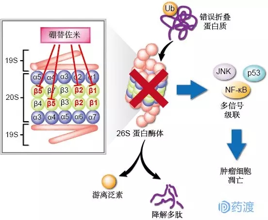 吉菲替尼副反应的处理_吉非替尼抗凋亡_孕妇能用超吉抗菌膜