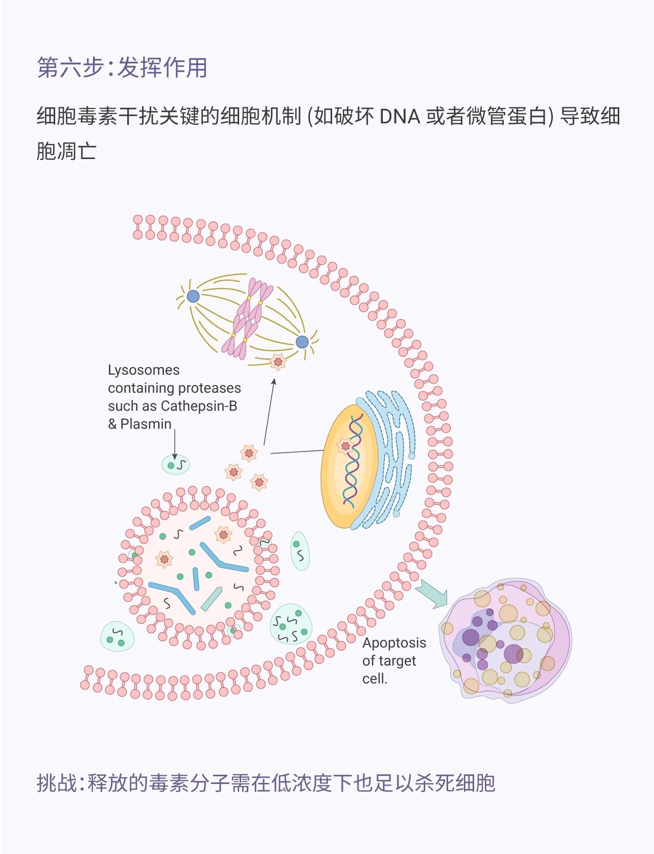 贝伐单抗-阿瓦斯汀大陆卖多少钱?_贝伐珠单抗会加重脑转移瘤出血_贝伐珠单抗注射液