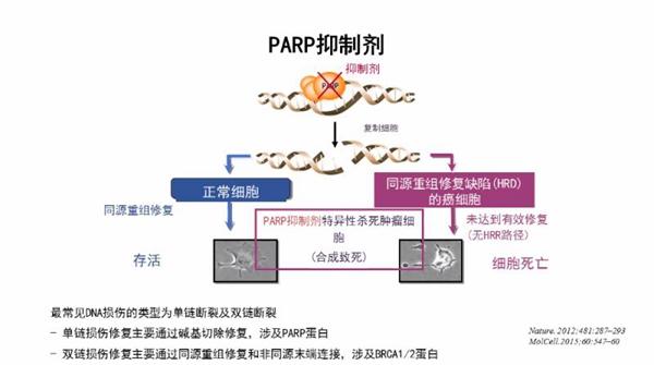 贝伐单抗多久有耐药性_贝伐珠单抗是化疗吗_贝伐单抗是parp抑制剂吗