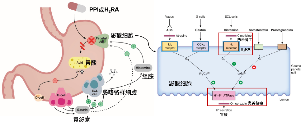 罗氏贝伐单抗临床实验_贝伐珠单抗 耐药性_贝伐单抗是parp抑制剂吗