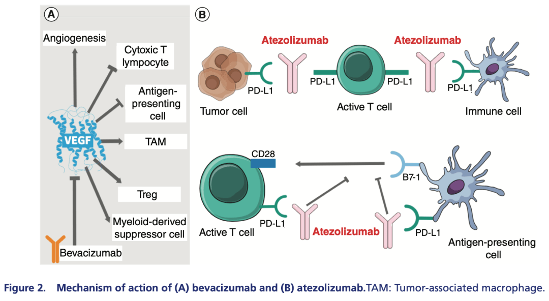 贝伐珠单抗针对什么靶点_贝伐珠单抗多少钱一只_贝伐单抗和贝伐珠单抗
