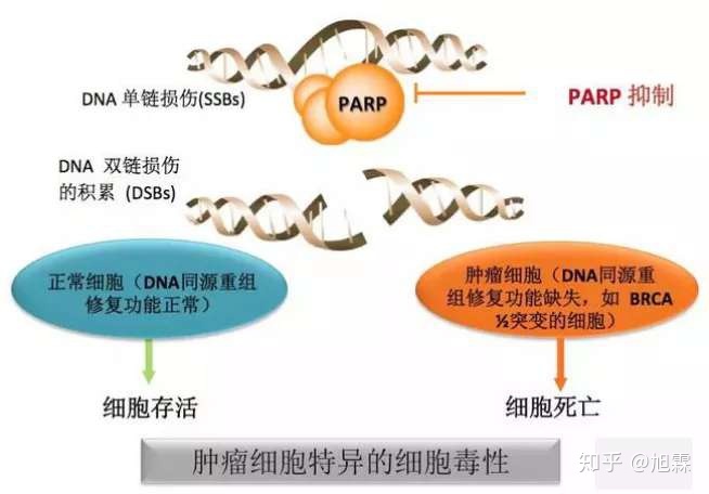 前列腺素抑制酶合成剂_egfr抑制剂吉非替尼_国光牌抑制蒸腾剂