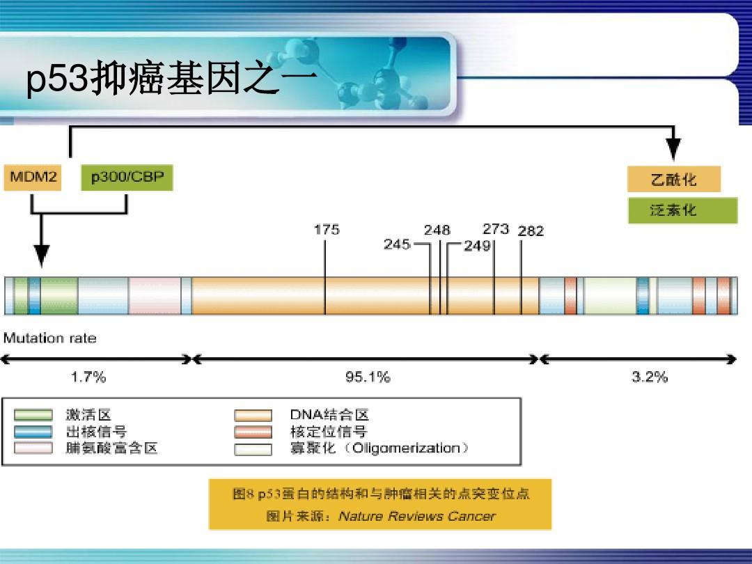 西妥昔单抗贝伐单抗_贝伐珠单抗靶向是啥_无基因突变贝伐单抗