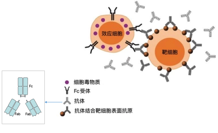 贝伐珠单抗多少钱一支_贝伐单抗和恩度对比_贝伐珠单抗价格