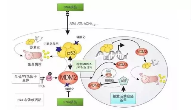 西妥昔单抗贝伐单抗_贝伐单抗要用几个疗程_贝伐单抗做几个疗程可以做手术