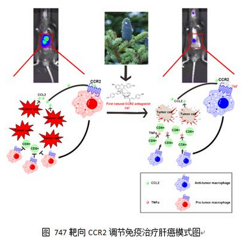 贝伐珠单抗4个月后赠药_贝伐单抗阿替利珠_贝伐珠单抗是靶向药吗