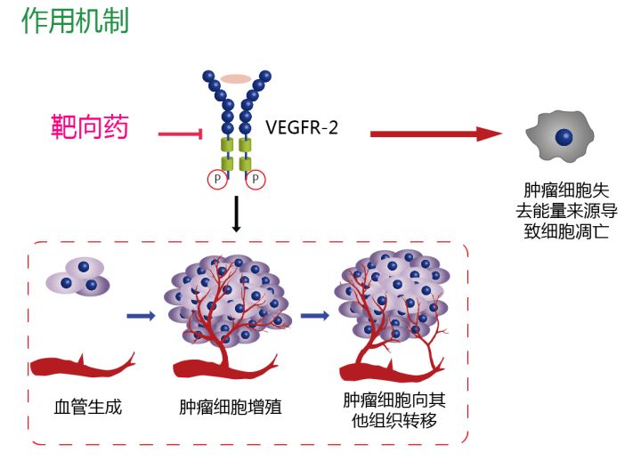 奥希替尼9291哪里买_肺鳞癌适合吃奥希替尼吗_肺鳞癌吃克唑替尼效果怎么样