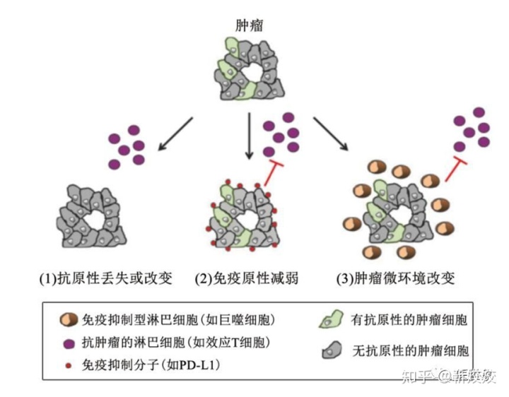 贝伐单抗对脑肿瘤效果怎样_贝伐单抗多久有耐药性_贝伐珠单抗的主要效果