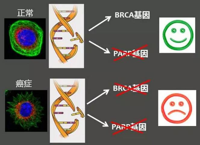 奥希替尼脑转移效果_奥希替尼多少钱一盒_去哪买印度版奥希替尼